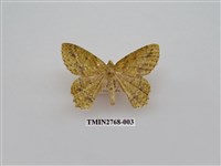 藏品(尺蛾338)的圖片